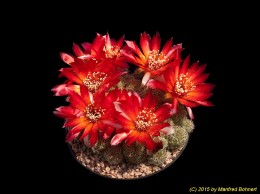 Sulcorebutia tarabucoensis v. callecallensis EM351 2130
